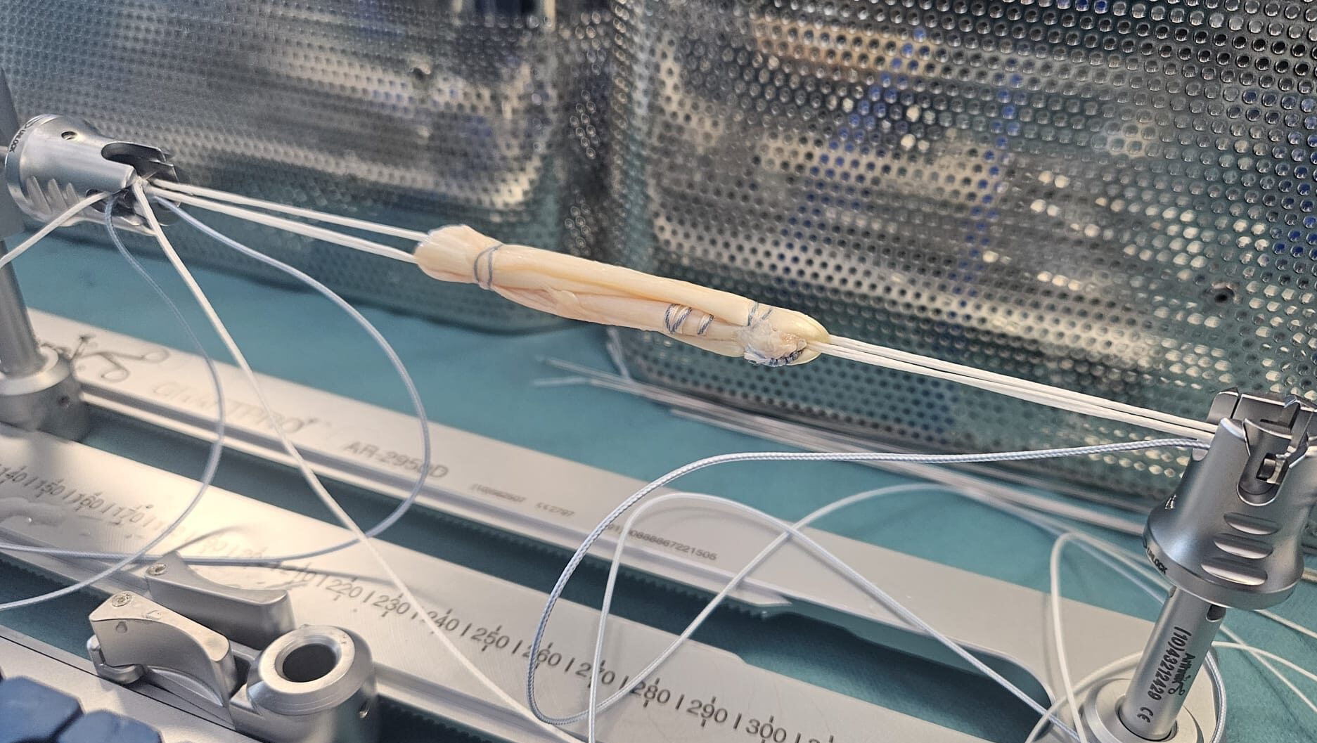 Kruisband graft
